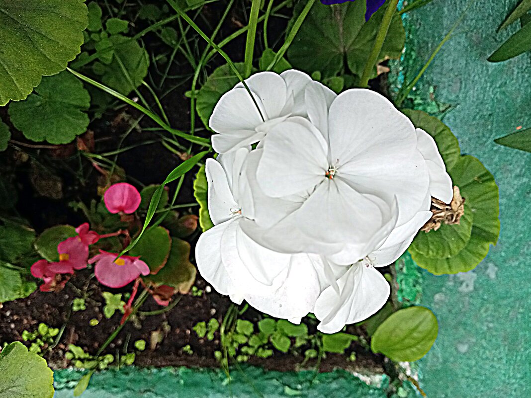 Цветы. - Владимир Драгунский