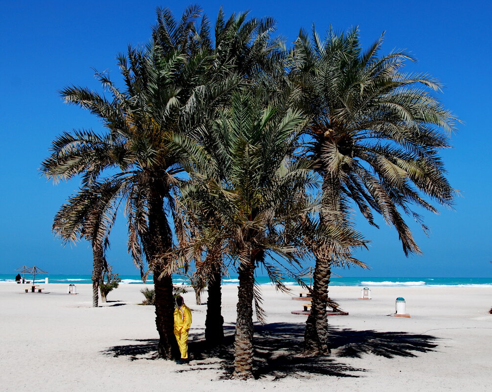 КОМУ-ТО И ПАЛЬМА БЕРЁЗКА - Юрий Вовк