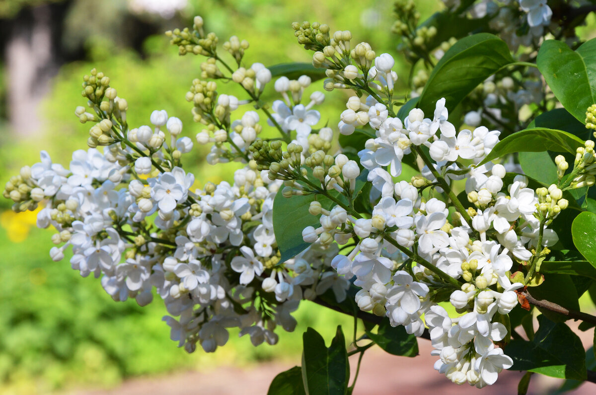 Весна в Ботаническом... Май. - Наташа *****