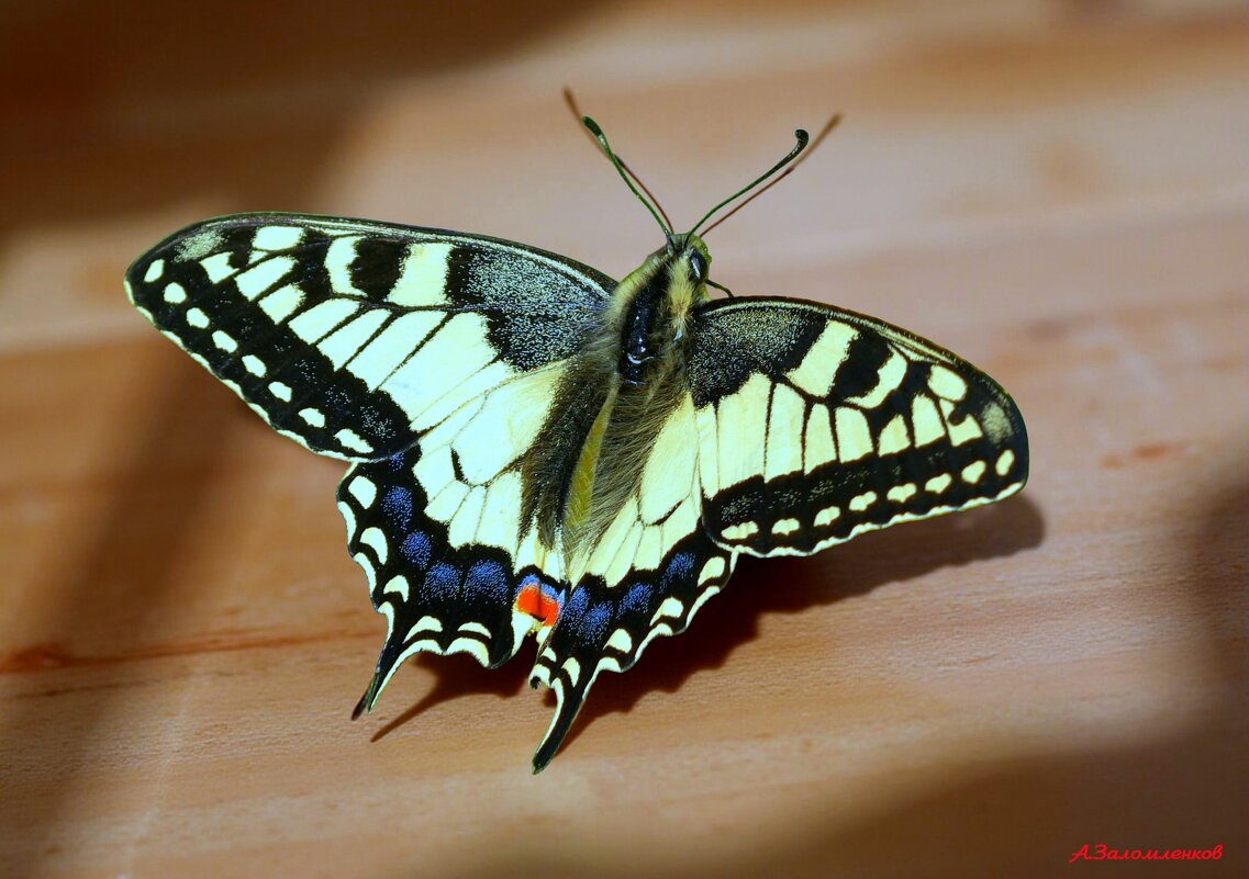 Уже пора прощаться с летом.... - Андрей Заломленков