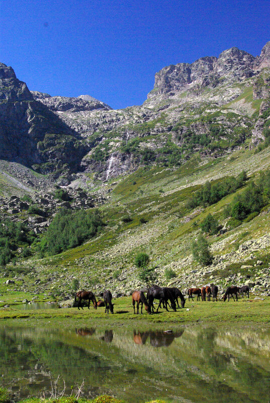 Ходят кони к водопою - Андрей Любимов