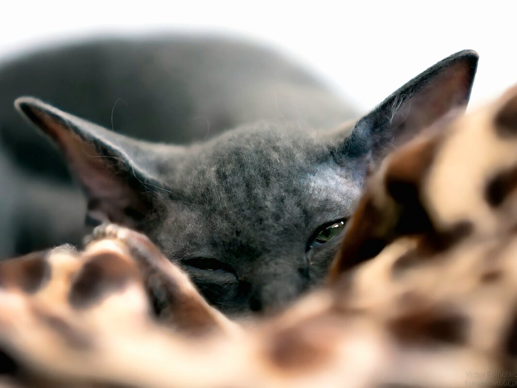 Котик - Виктор Фоменко