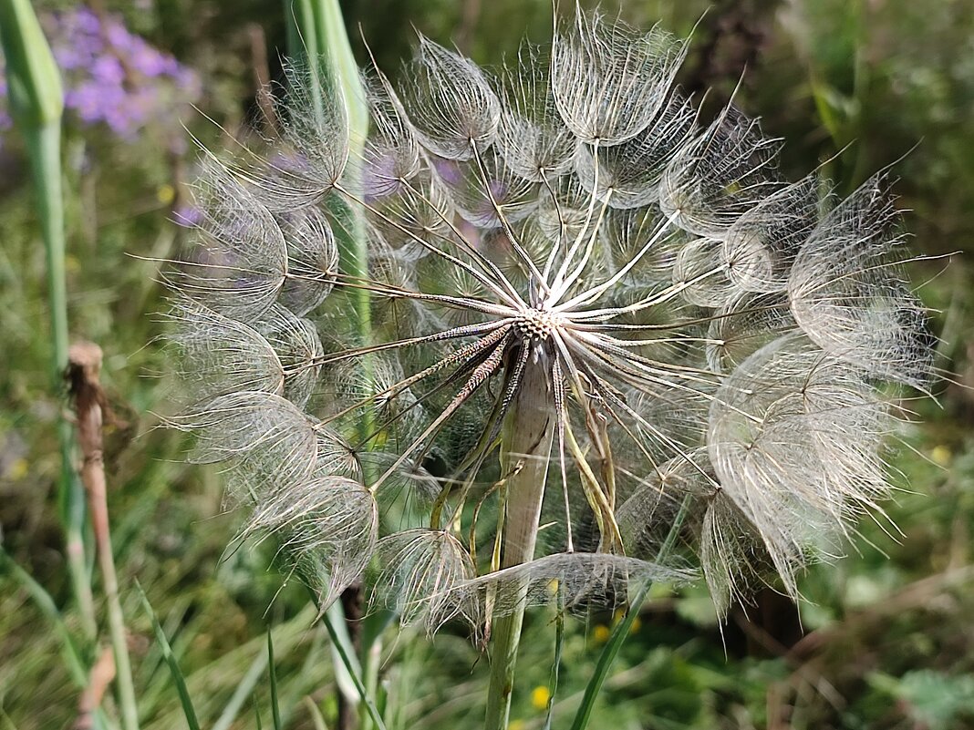 Одуванчик полевой - Валентина Богатко Одуванчик полевой - Валентина Богатко