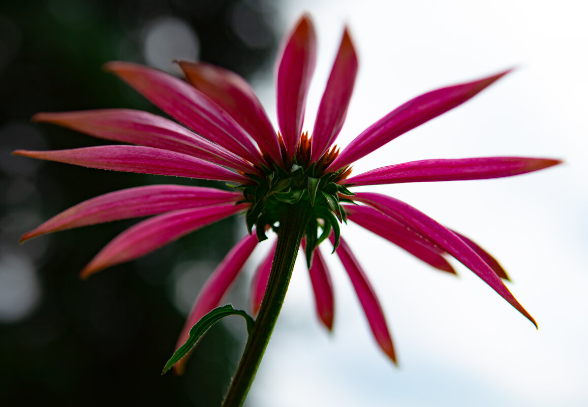 Две стороны - Katarina Nelsio