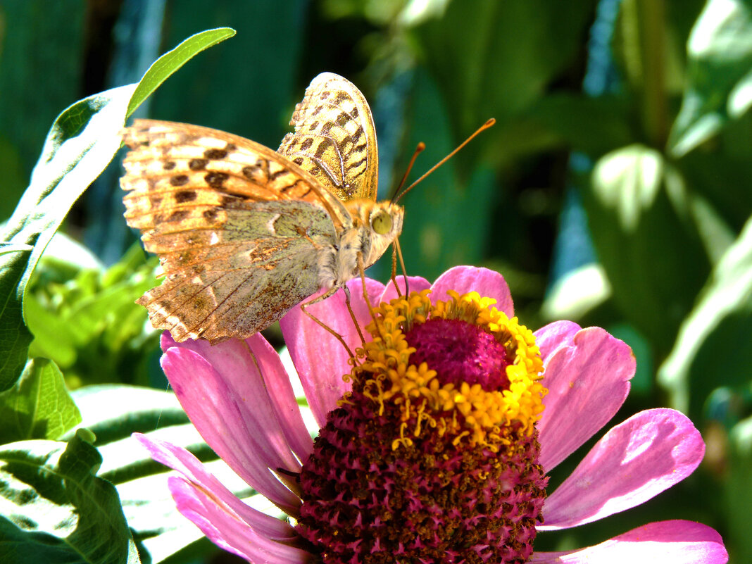 Бабочка на цветке - Валентин Семчишин Бабочка на цветке - Валентин Семчишин