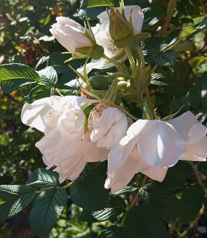 Нежность - Елена Семигина Нежность - Елена Семигина