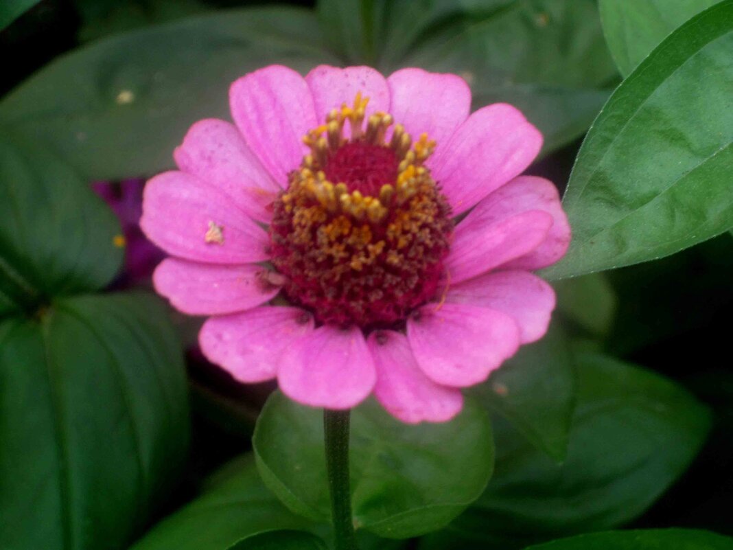 Циния - Елена Семигина