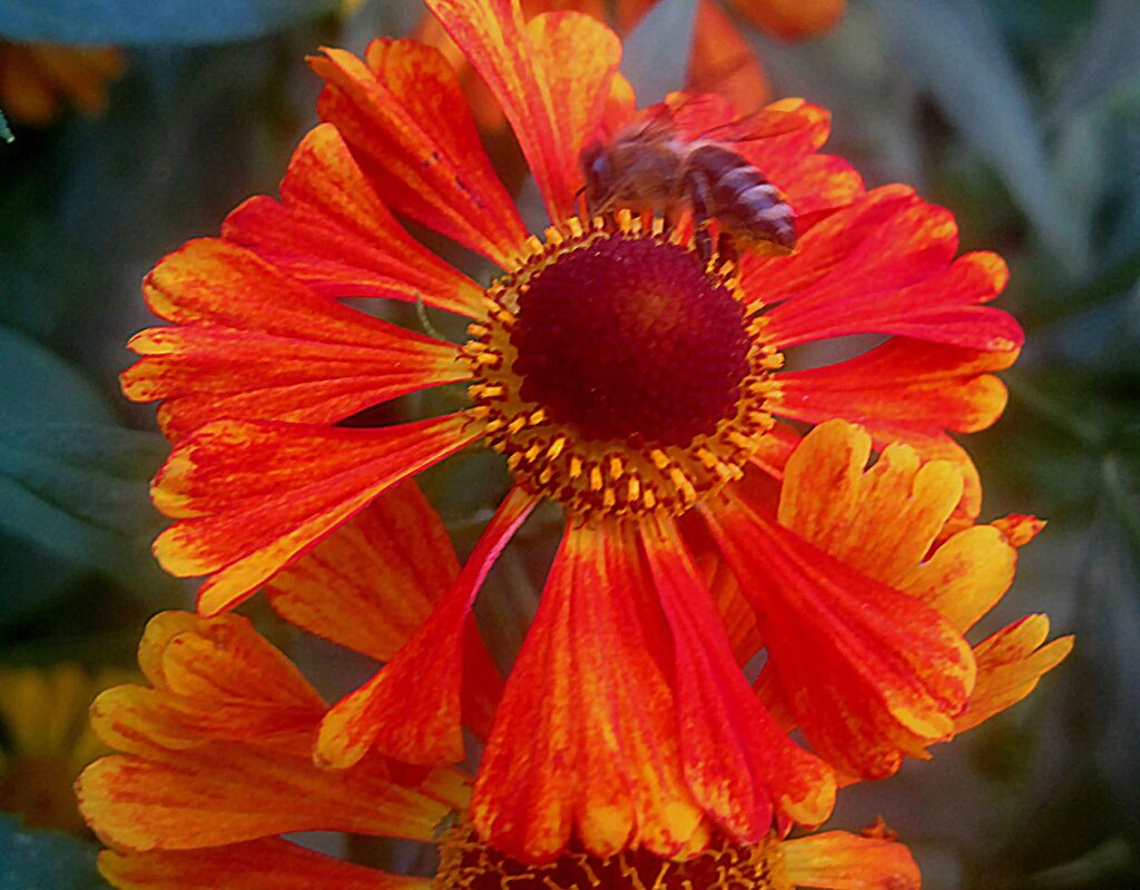 Летний - Елена Семигина