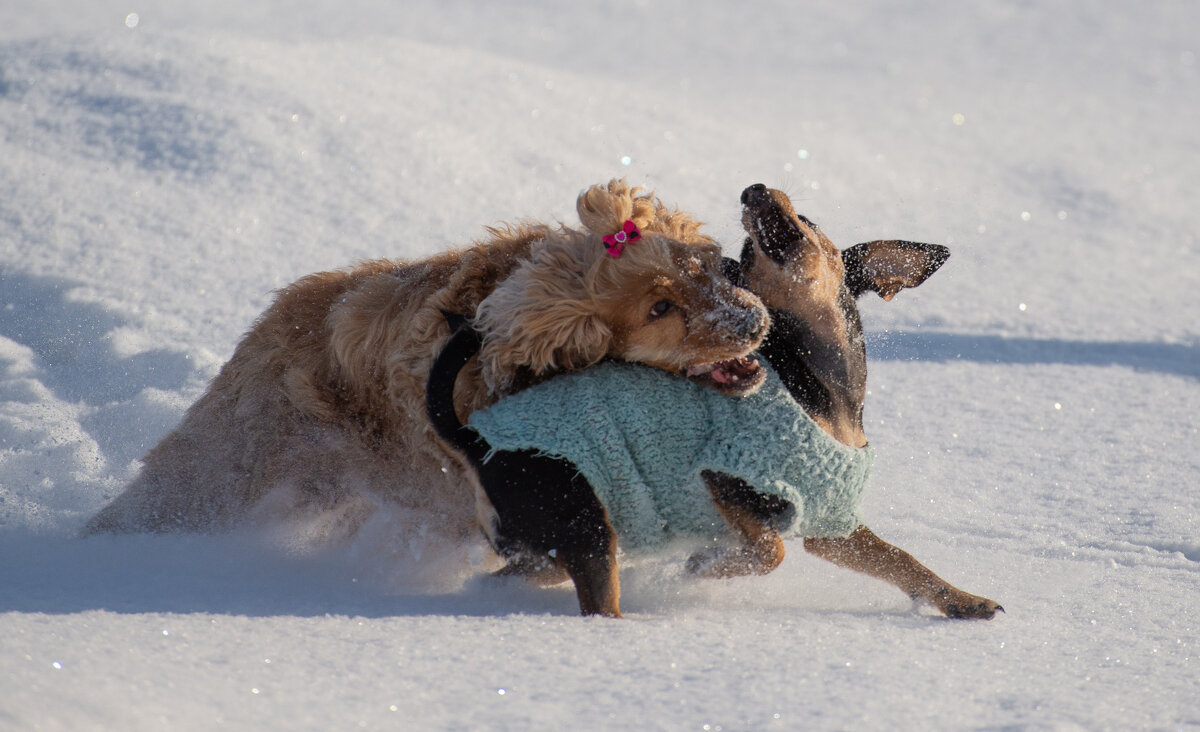 Зимние прогулки с друзьями - Павел Харлин