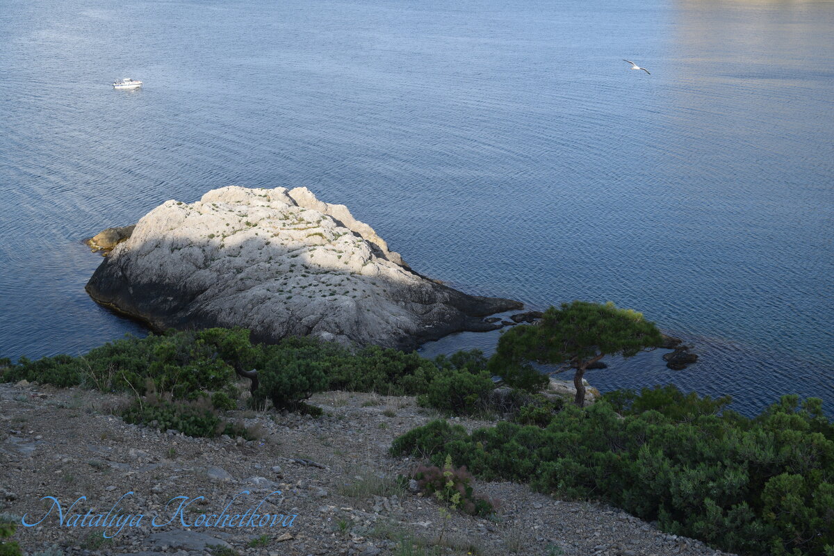 Природа Крыма - Amazing Cosmea