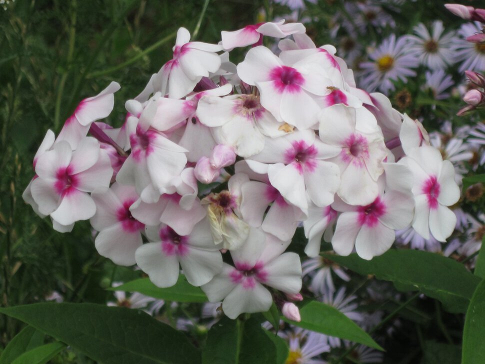 Флокс метельчатый Алёнушка - Дмитрий Никитин