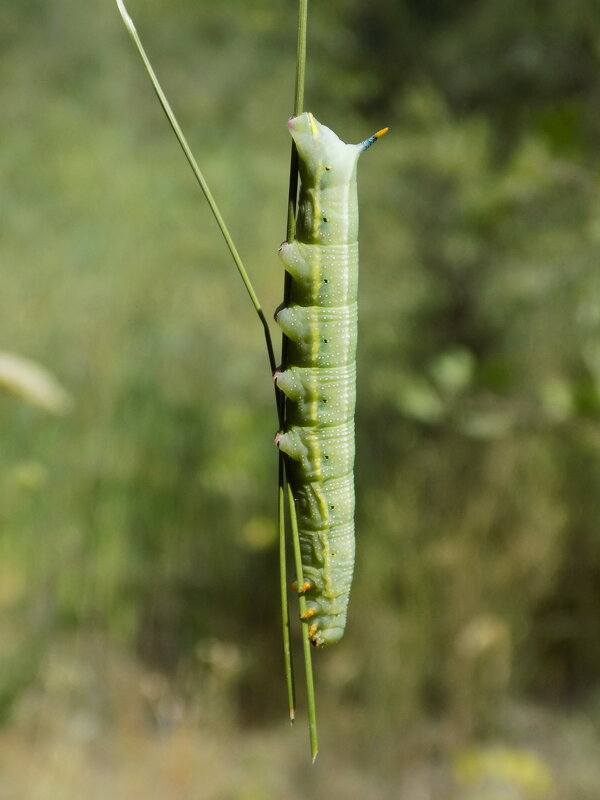 Гусеница бражника-языкана - Константин Штарк