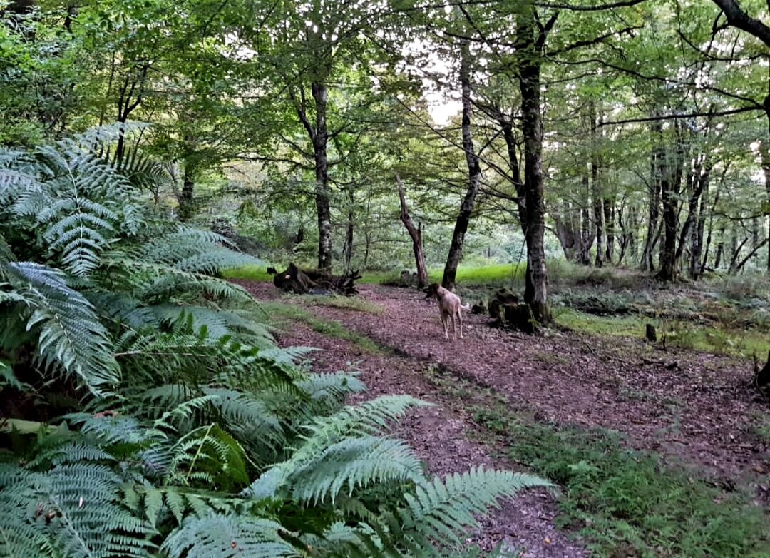 ПЛАСТУНКА СОЧИ - Tata Wolf