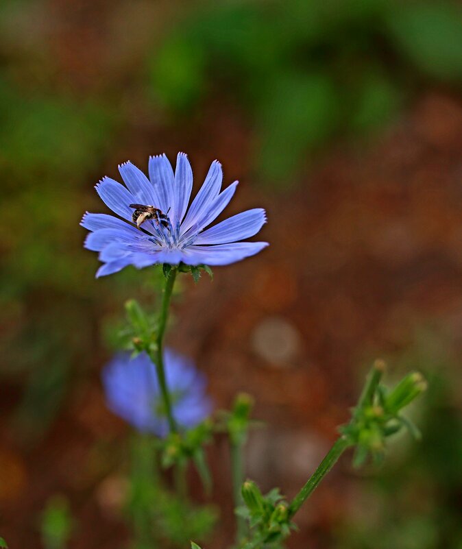 Лето. Краски.... - Evgeny Mameev
