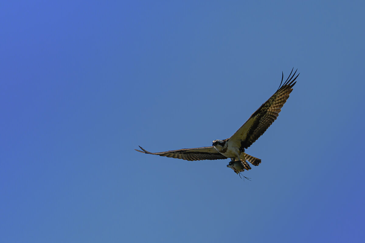 Удачно порыбачил )) - Дмитрий 