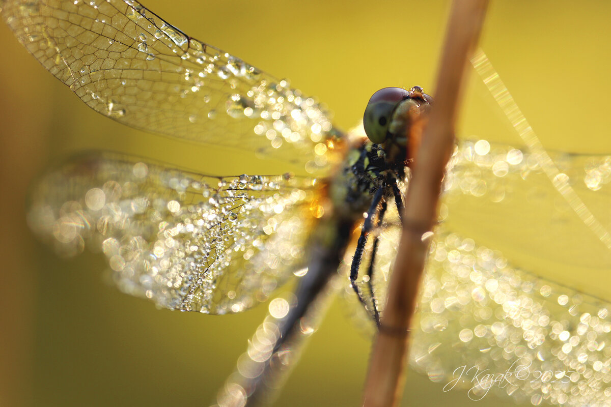 *** - Елена Kазак (selena1965) *** - Елена Kазак (selena1965)