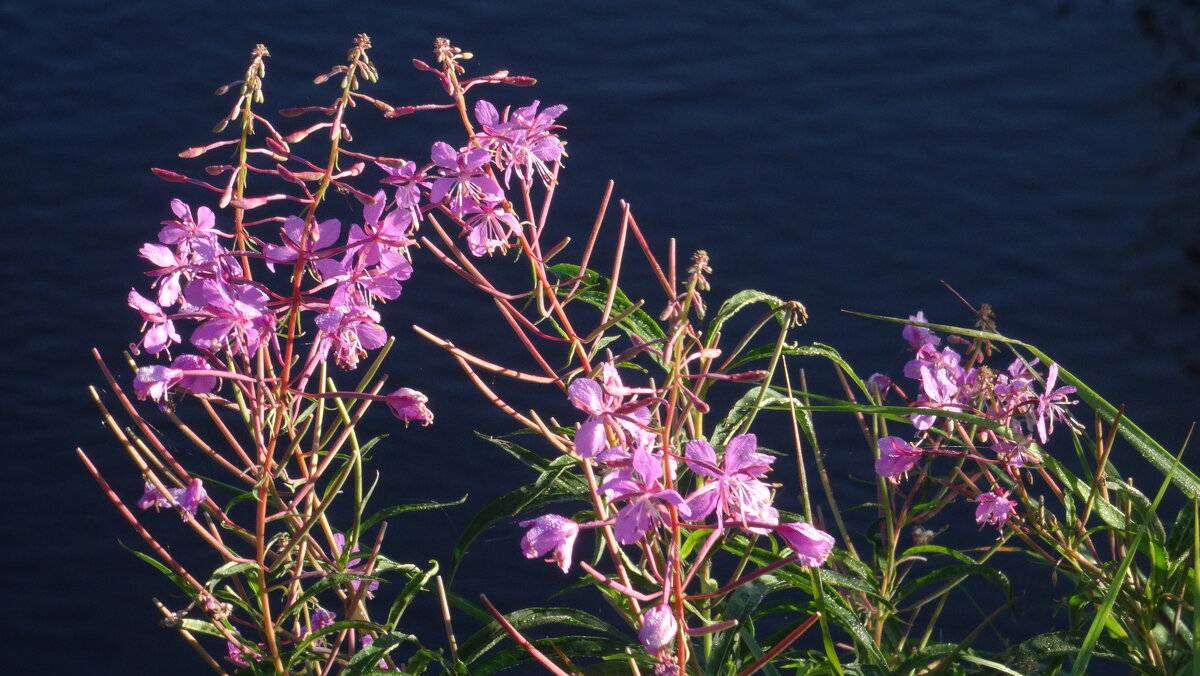 Иван-Чай - kudrni Кудрявцева