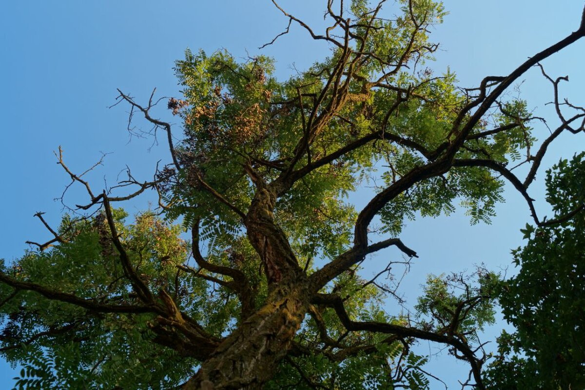 Дерево - Александр 