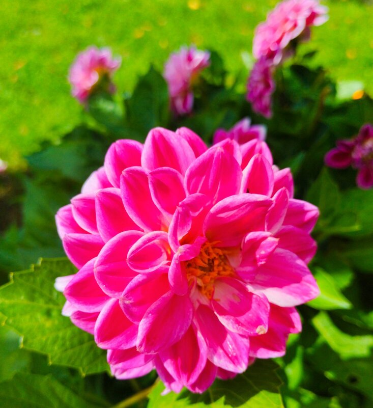 Георгины - Галина Бобкина