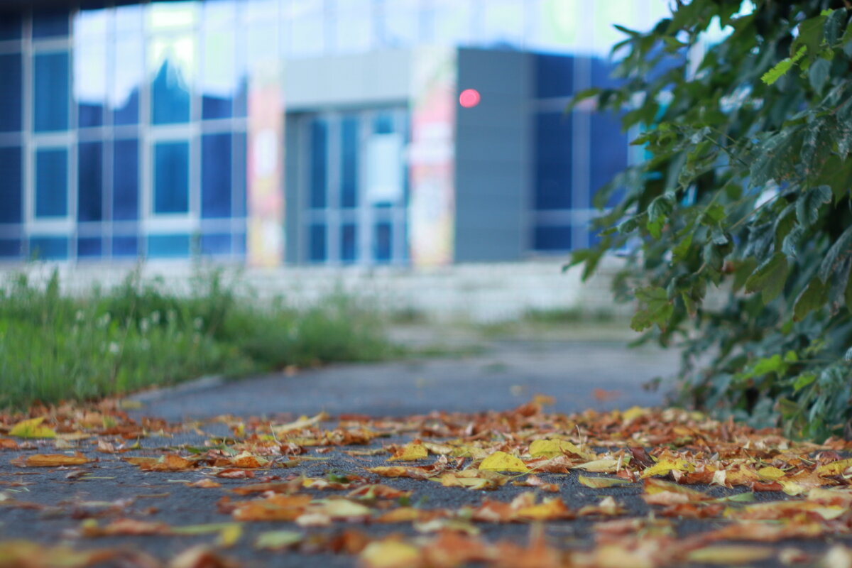 Скоро осень. За окнами август. - Александр Николаев Скоро осень. За окнами август. - Александр Николаев
