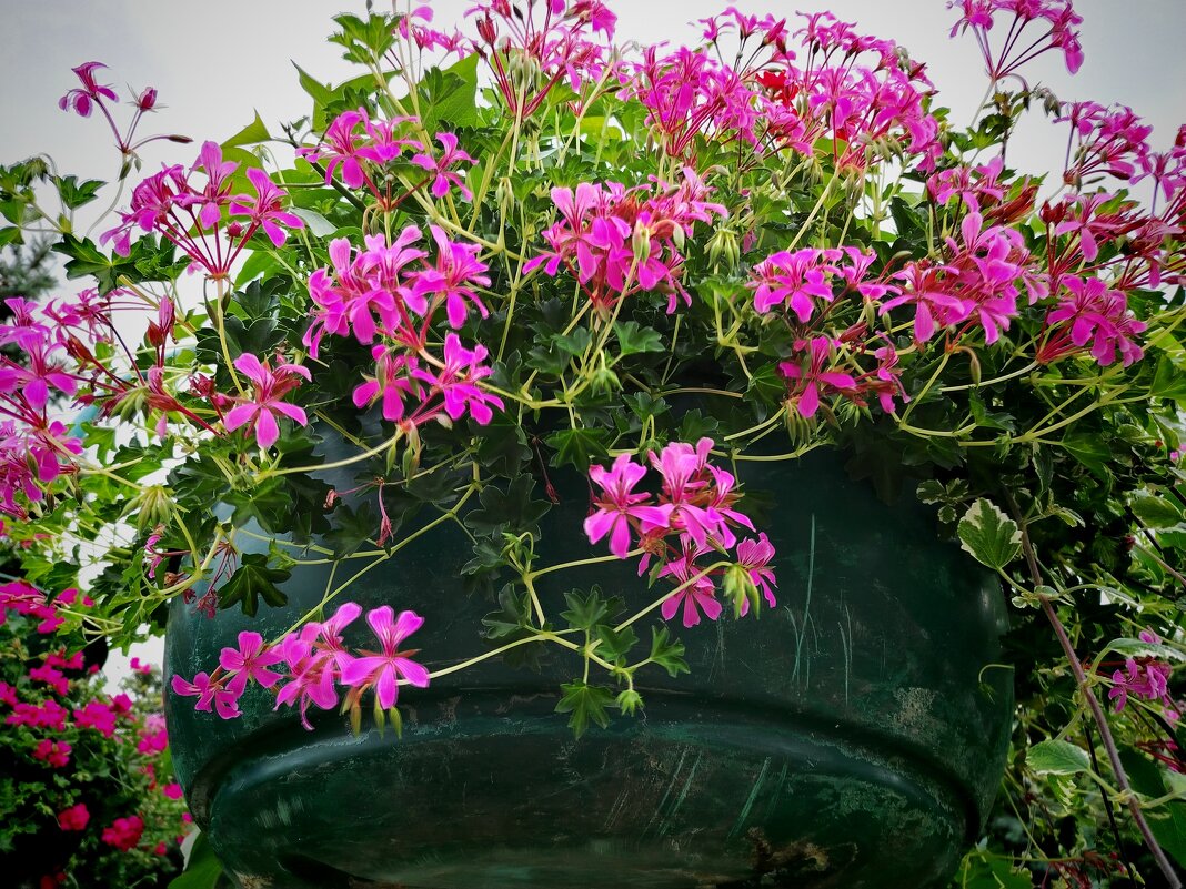 Цветы - Надежда 