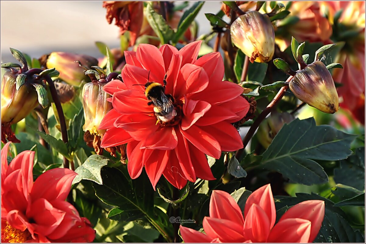 Городские цветы - Aquarius - Сергей Городские цветы - Aquarius - Сергей