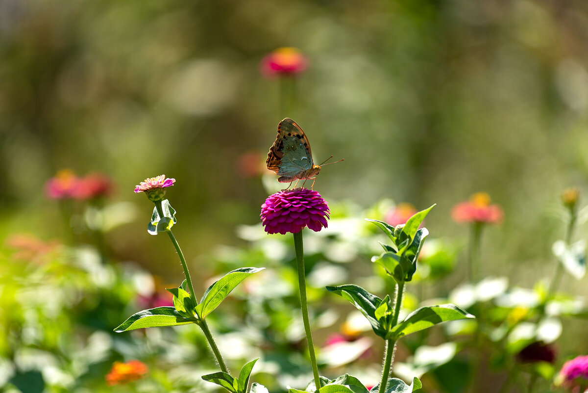 август - Вадим Федотов 