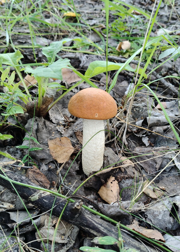 Подосиновик - Валерий Судачок Подосиновик - Валерий Судачок