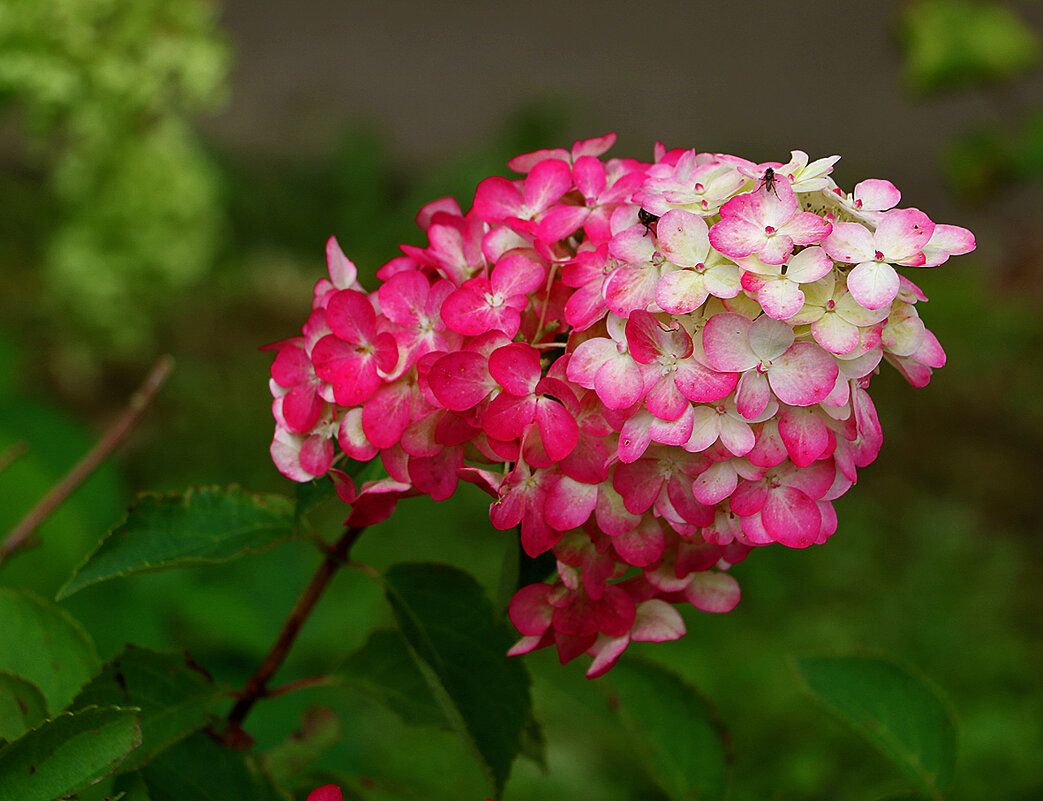 Гортензия зарумянилась - Светлана Гортензия зарумянилась - Светлана