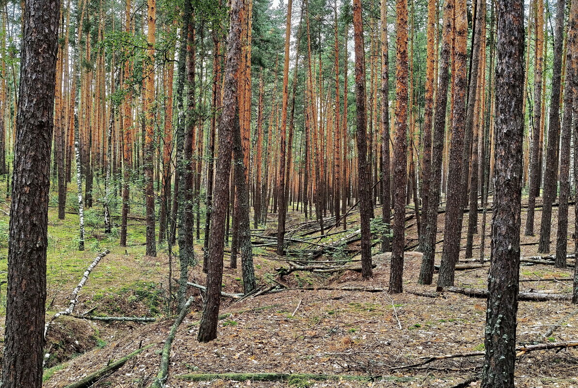 Там леший бродит... - Валерий Судачок