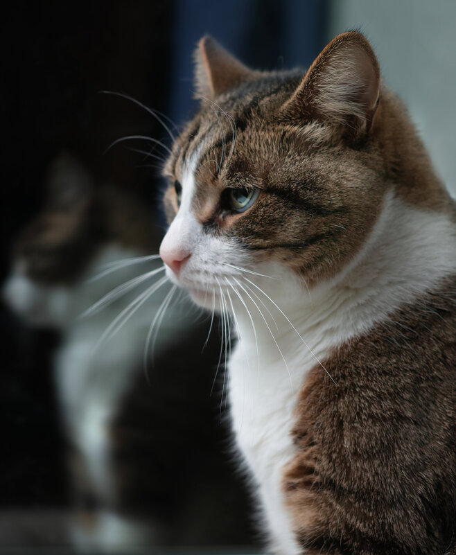 ... - ВЛАДИМИР 