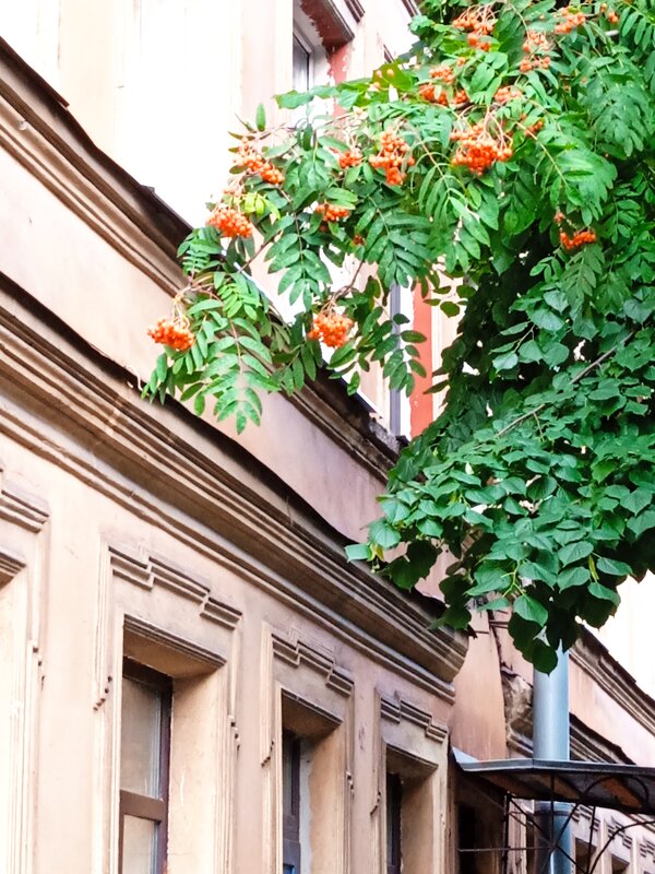 Рябина у моего окна. - Светлана Калмыкова Калмыкова Рябина у моего окна. - Светлана Калмыкова Калмыкова