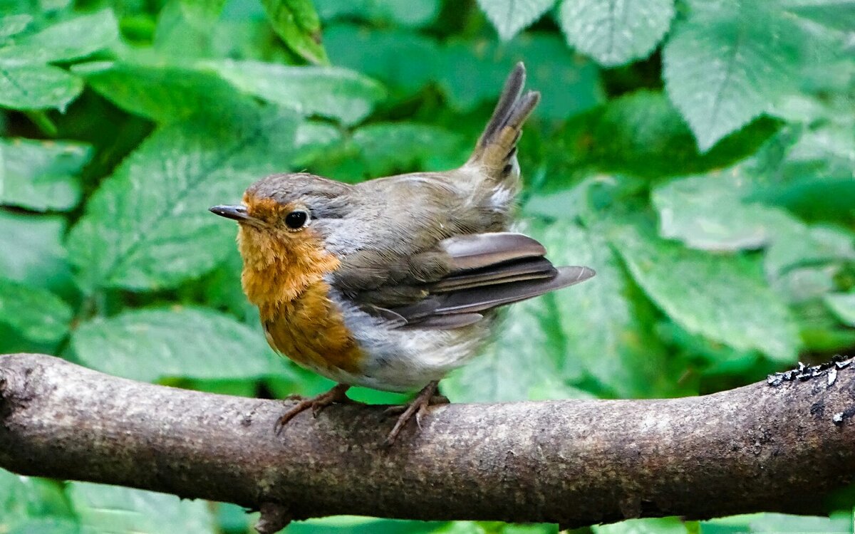 Слёток зарянки - Милешкин Владимир Алексеевич Слёток зарянки - Милешкин Владимир Алексеевич