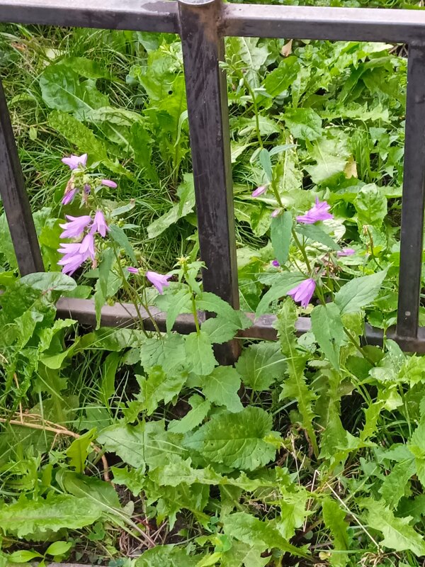 Колокольчики в моем дворике. - Светлана Калмыкова Калмыкова