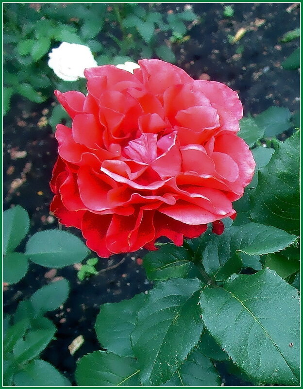 «Цветы — это зеркало души природы» - Эмиль Золя - Ольга Довженко