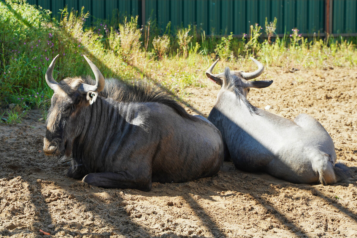 ПОЛЕЖИВАЮТ - Сергей Янович Микк