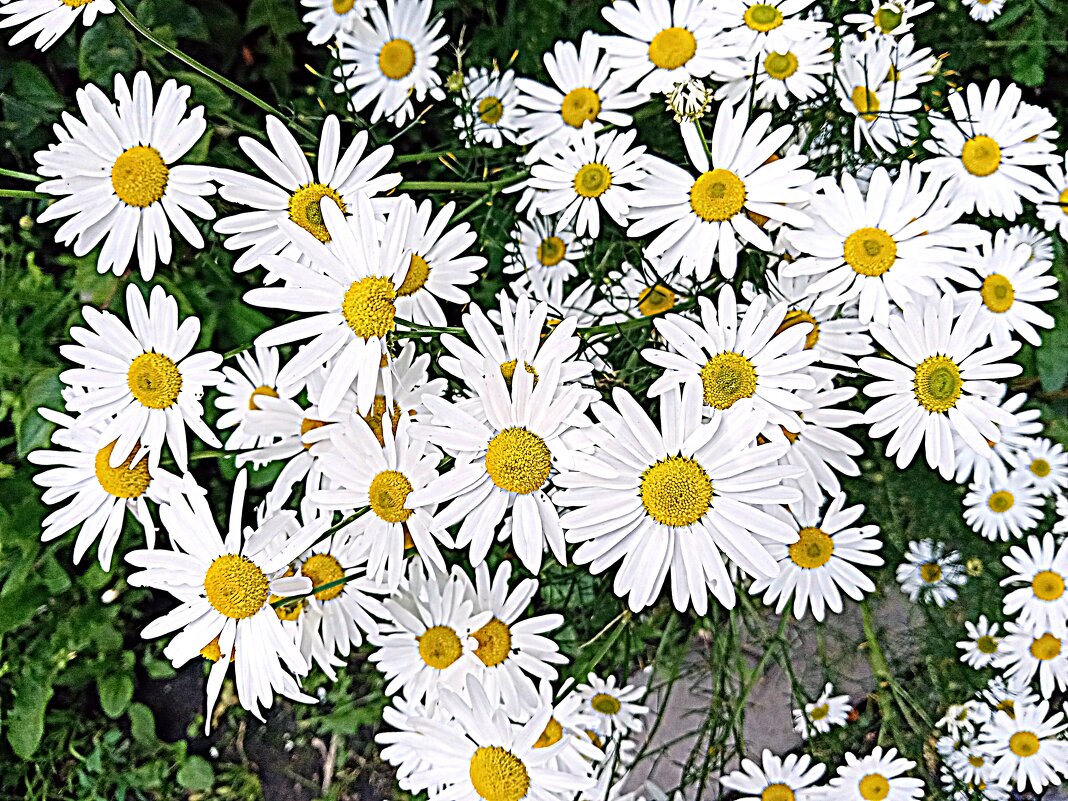 Цветы. - Владимир Драгунский