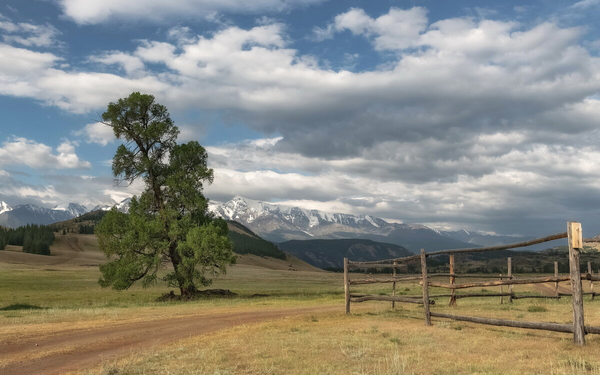 Одинокая лиственница - Марина Фомина. Одинокая лиственница - Марина Фомина.