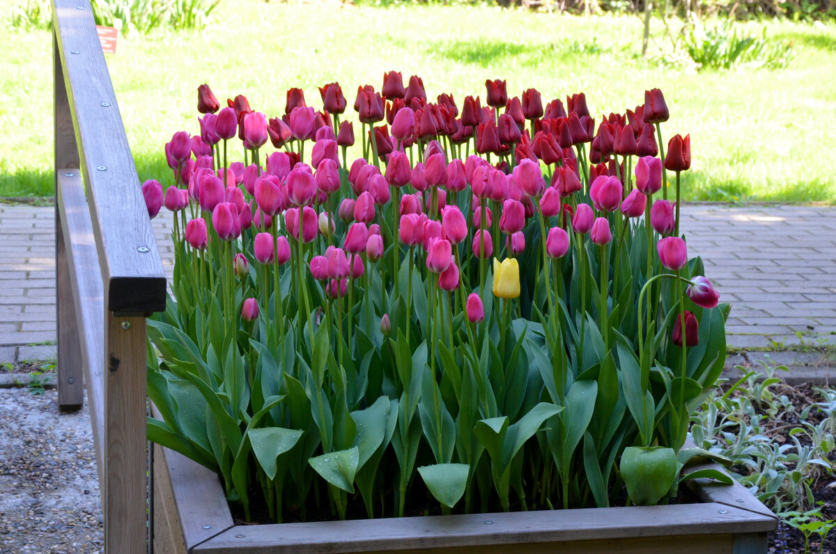 Весна в Ботаническом... Май. - Наташа *****