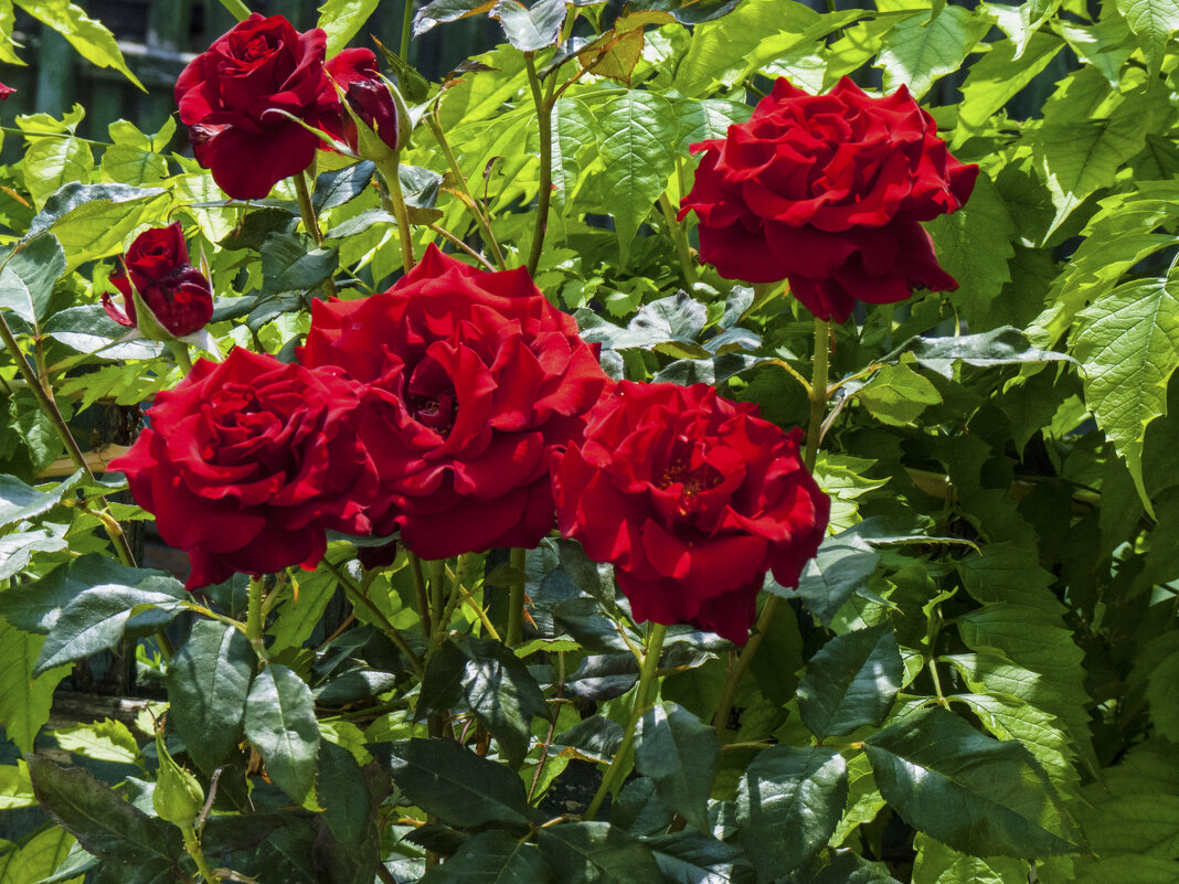 Алые розы в нашем палисаде - Валентин Семчишин