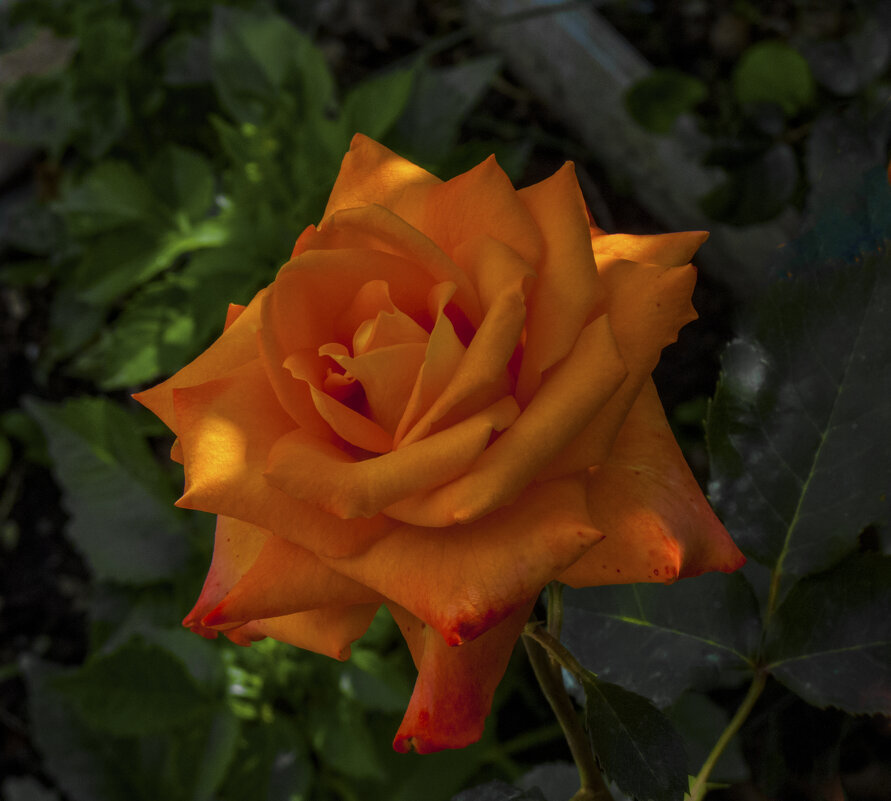 Оражевая роза  Наранга - Валентин Семчишин