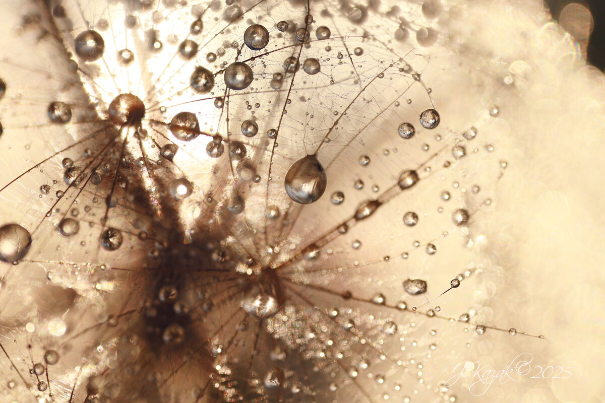 *** - Елена Kазак (selena1965)