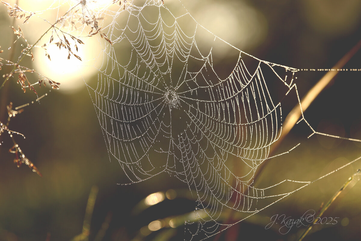 *** - Елена Kазак (selena1965)