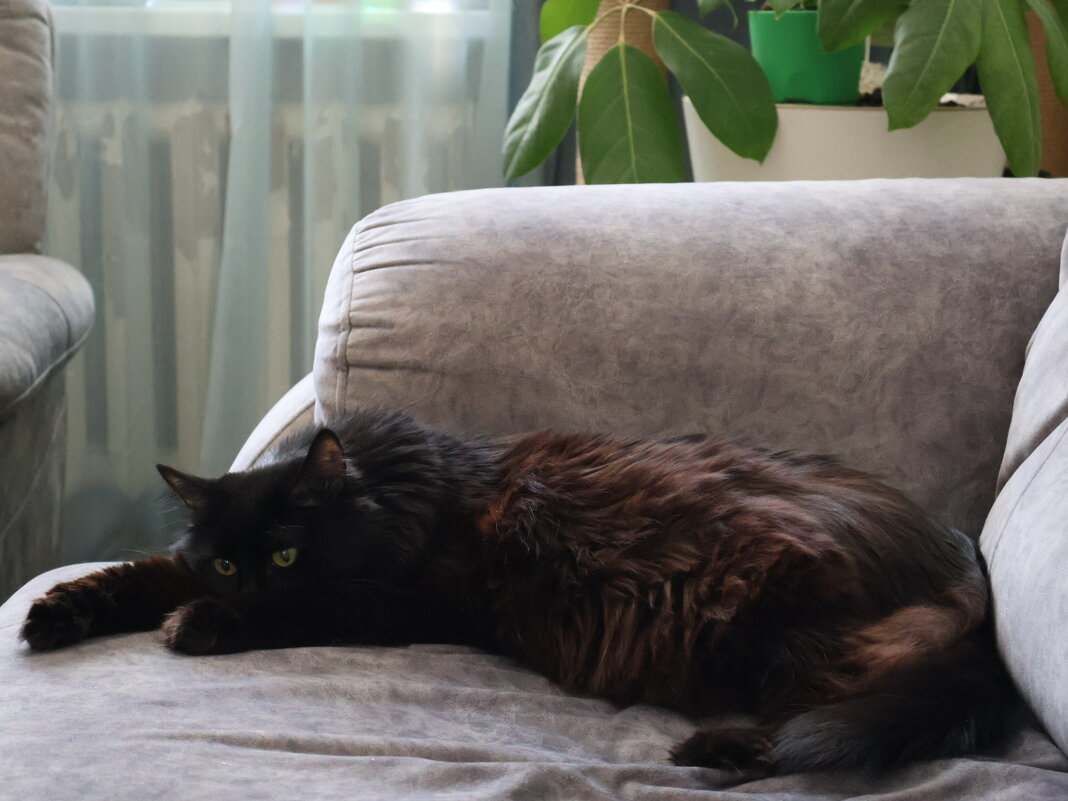 Клеопатра - Екатерина Лазуренкова