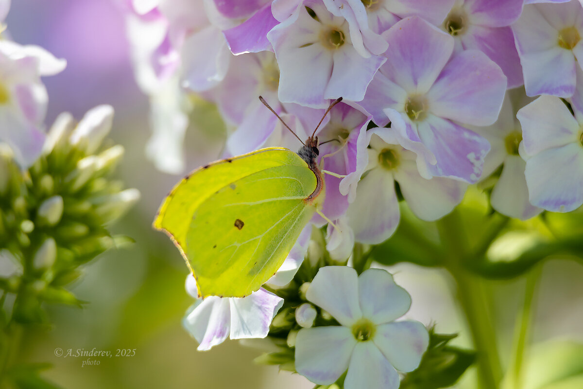 Крушинница макро - Александр Синдерёв
