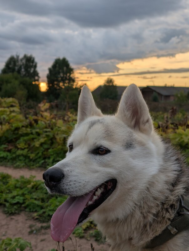 Кузьму сложно поймать в объектив))) - Анастасия Логинова