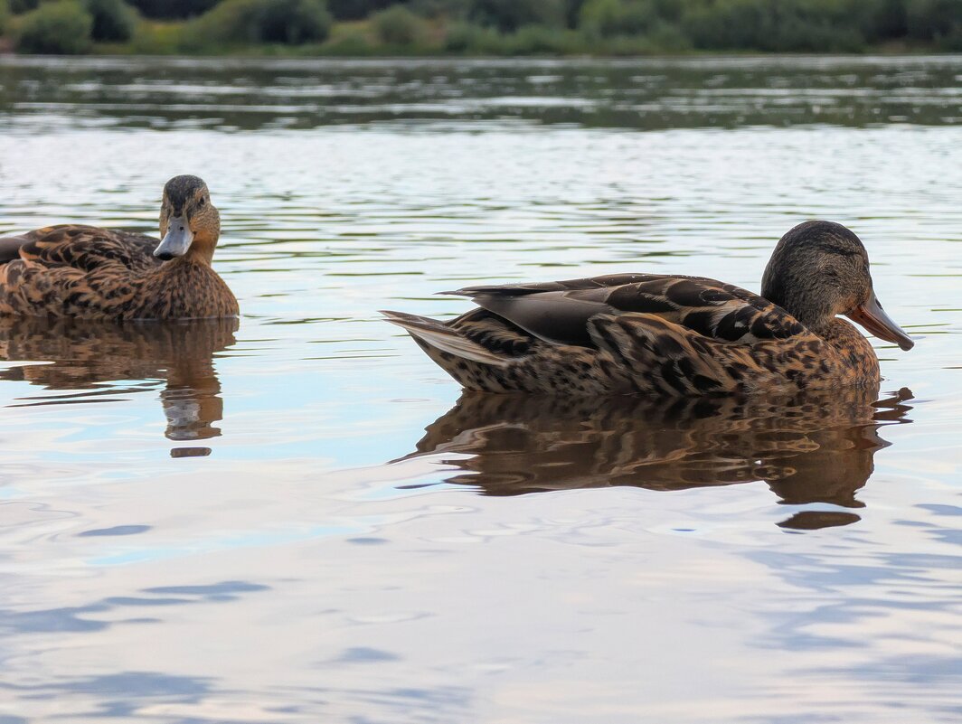 Ути-Ути - Анастасия Логинова