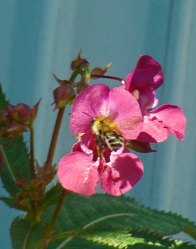 дикая орхидея - gawrilа - dan