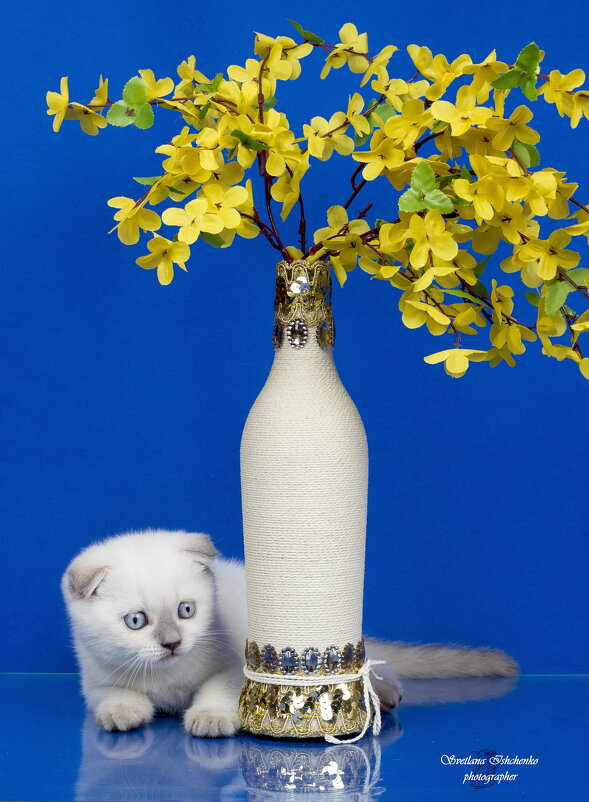 Красавчик - Светлана Ищенко