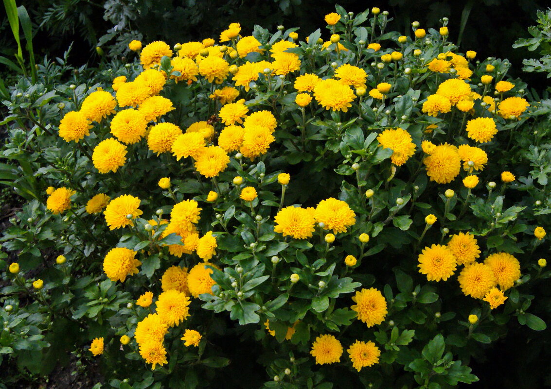 Букет от природы. - сергей ермошкин Букет от природы. - сергей ермошкин